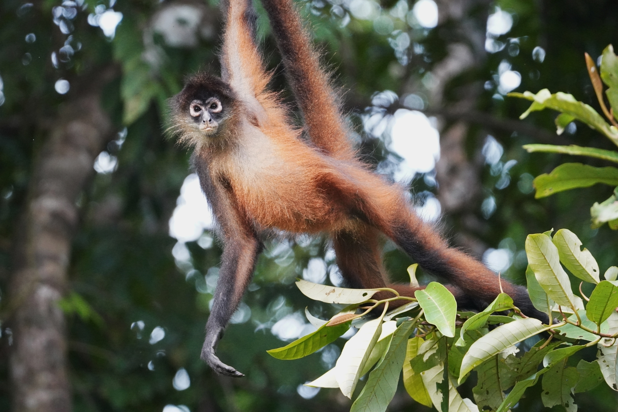 <p>long arms and legs, skinny, long tail</p>