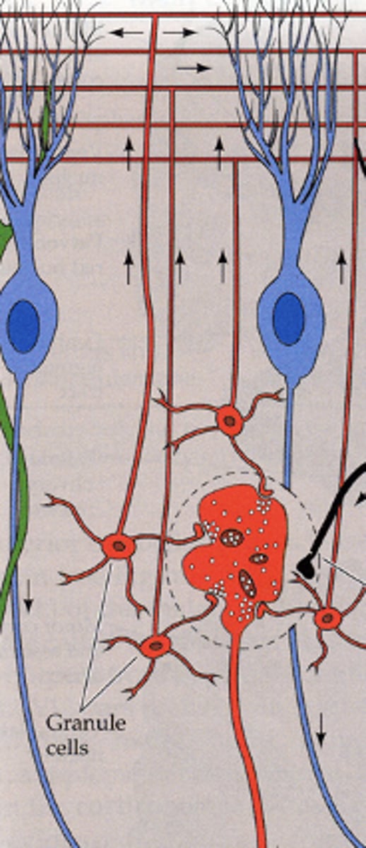 <p>axons which bifurcate to form parallel fibers</p>