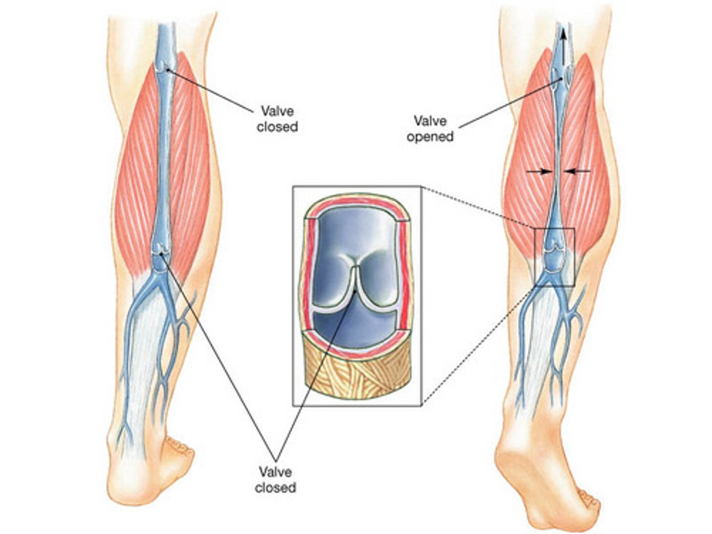 <p>Cup like endothelium that fill from above</p><p>Prevent reflux of blood distally</p><p>valve mechanism allows blood to overcome force of gravity</p><p>Valve mechanism allows blood to overcome force of gravity</p>