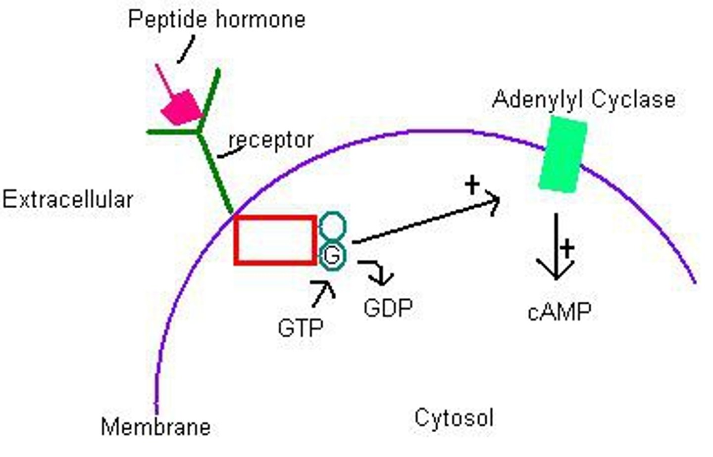 <p>Chains of amino acids (ex. Oxytocin and insulin)</p>