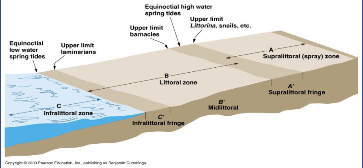 <p>where land meets sea</p><ul><li><p>sea brings nutrients carry away organic material</p></li></ul><p>low competition due to waves, open space for colonization</p><p>Threatened by: harvesting of shells and animals, oil spills</p>