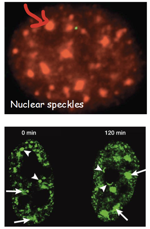 <ul><li><p>Nuclear subdomains where <strong><u>mRNA splicing factors are concentrated</u></strong> (i.e. where pre-mRNA processing occurs).</p></li><li><p>Often located in interchromosomal channels next to transcription factories.</p></li><li><p><strong>Numerous and highly dynamic</strong> - often move quickly and grow/shrink and change in number depending on needs of cell.</p><ul><li><p>Grows when there is more mRNA (because more splicing required).</p></li></ul></li></ul><p></p>