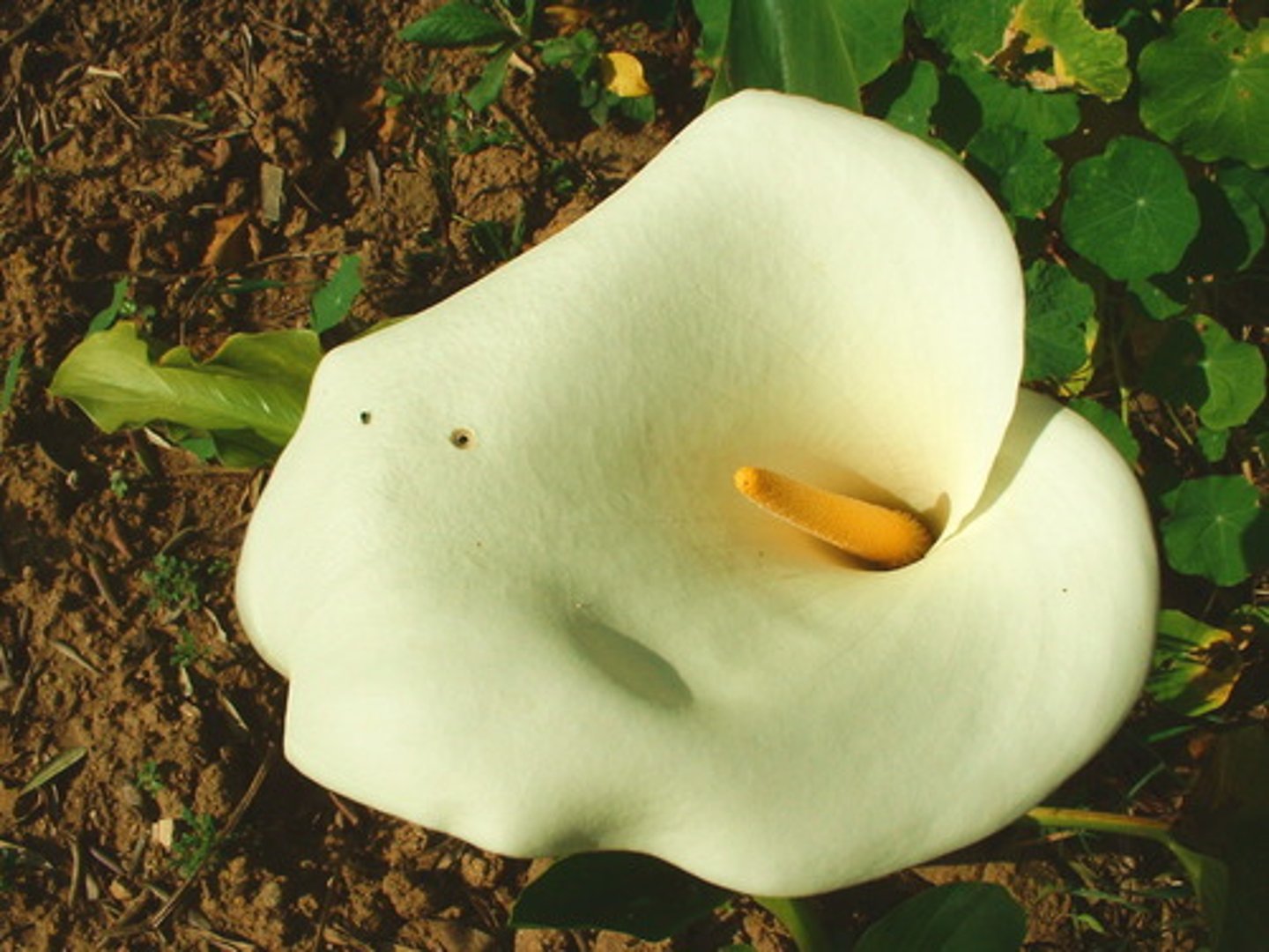 <p>Flowers with either stamens or carpels, but not both</p>