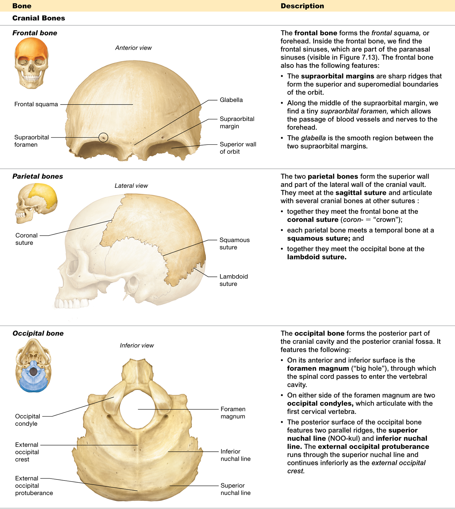 <p><span>a <strong>large opening</strong> in the <strong>occipital bone</strong> through which the <strong>spinal cord</strong> passes</span></p>