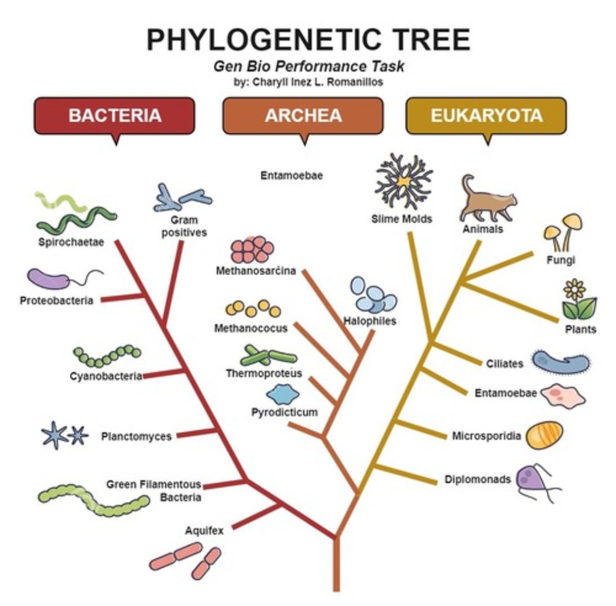 <p>The largest functional clades, which include Bacteria, Archaea, and Eukaryota.</p>
