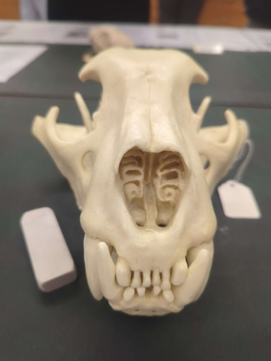 <p>What animal is this? Answer with "Skull" after animal name.</p>