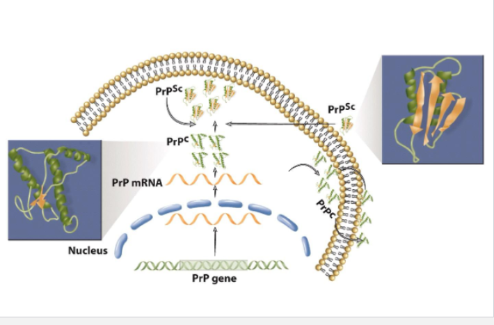 <ul><li><p><strong>Stanley Prusiner: Nobel Prize in 1997.</strong></p></li><li><p><strong>Lack of immune response characteristic of infectious diseases.</strong></p></li><li><p><strong>Long incubation time (up to 40 years for kuru).</strong></p></li><li><p><strong>Resistance of the infectious agent to radiation that destroys living microorganisms</strong></p><ul><li><p><strong>(e.g. viruses, bacteria)</strong></p></li><li><p><strong>radiation destroryes DNA/RNA</strong></p></li></ul></li><li><p>infectious agent is a protein called<strong> PrP^Sc</strong> that can replicate self within the body</p></li><li><p>normal cells have normal <strong>PrP^c </strong>, the PrP^Sc has same AA sequence but prion is misfolded into diff 3D structures</p></li><li><p>in<strong> infected cell, host protein PrP^c misfolds to form new prions called PrP6Sc</strong></p></li><li><p>can survive sterilization techniques</p></li></ul><p></p>