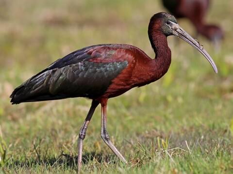 <p>Glossy Ibis</p>