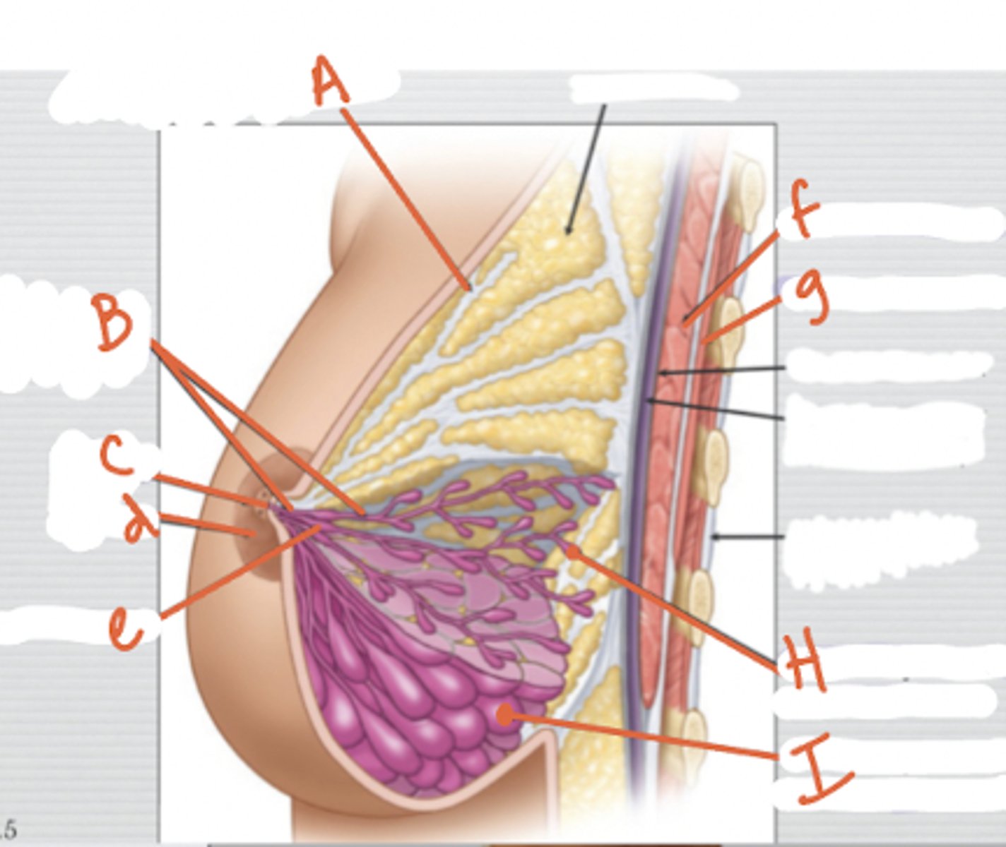 <p>(adj) breastfeeding</p>