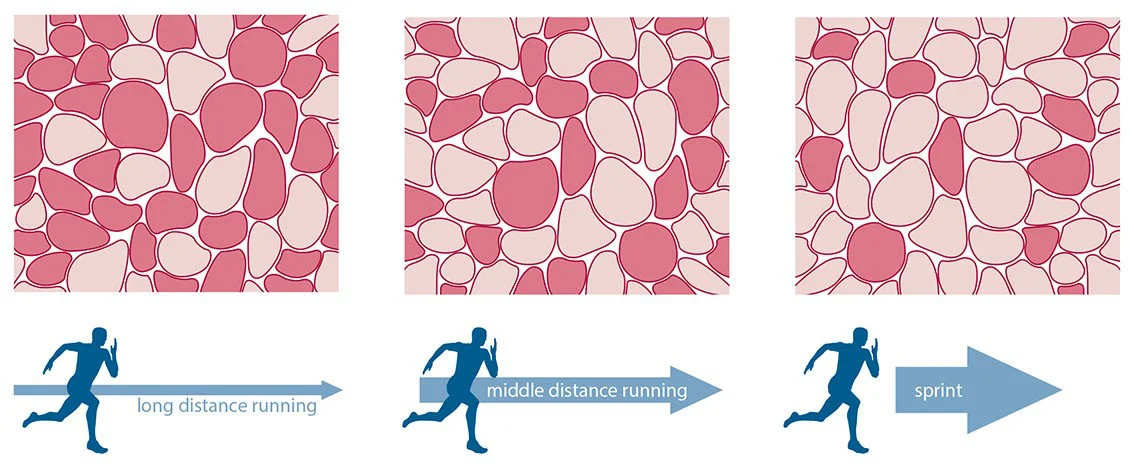 <p>Which muscle fiber has <strong>less </strong>myoglobin?</p>