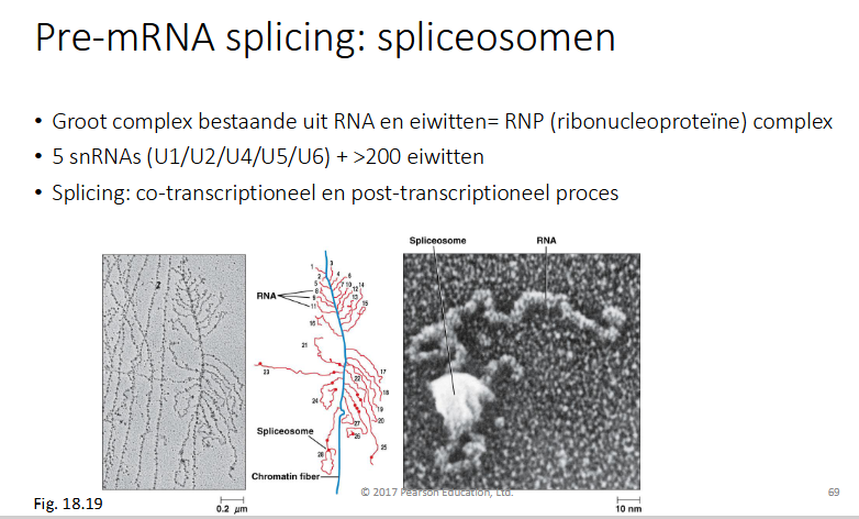 <p>Groot complex bestaande uit RNA en eiwitten = RNP (ribonucleoprotein) complex</p><p>5snRNA’s (small nuclear RNA’s) (U1/U2/U4/U5/U6) + >200 eiwitten</p>