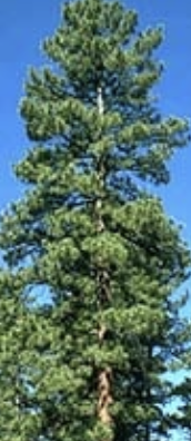 <p>late term abortion (due to stress) or weak calves, abortion occurs 1-21 days after ingestion</p><p>ingestion of any stage pine needle causes abortion (isocupressic acid)</p>