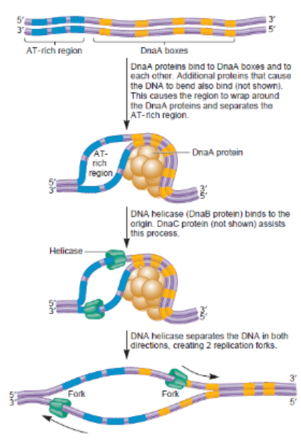<ul><li><p>Initiation: DnaA protein binds to the origin of replication (oriC)</p><ul><li><p>Initial bubble that forms and refers to unwinding part of DNA (melting)</p></li><li><p>Opens a small site for Helicase and single-strand binding protein to enter and being unwinding the 2 strands </p></li></ul></li></ul><p></p>