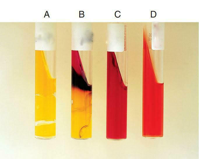 <p><strong>Interpret the reaction of Test Tube A</strong></p>