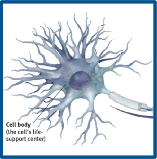 <p>the part of the neuron that contains the nucleus, the cells life support center </p>