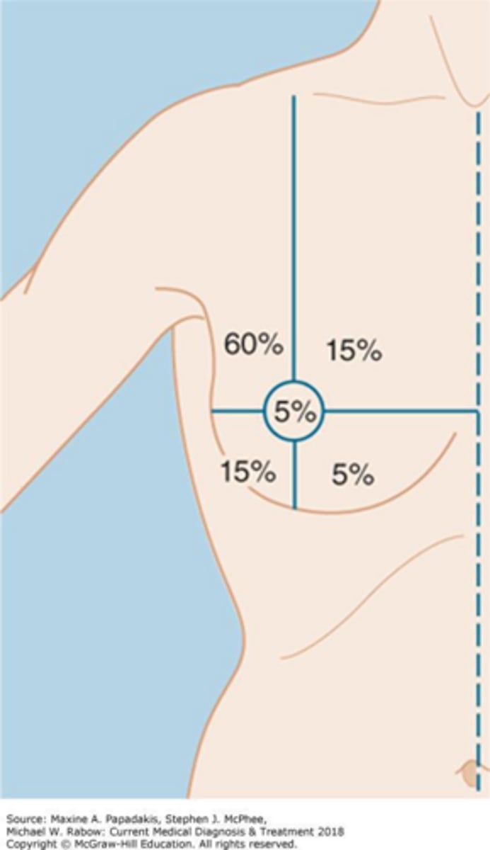 <p>The upper outer quadrant.</p>