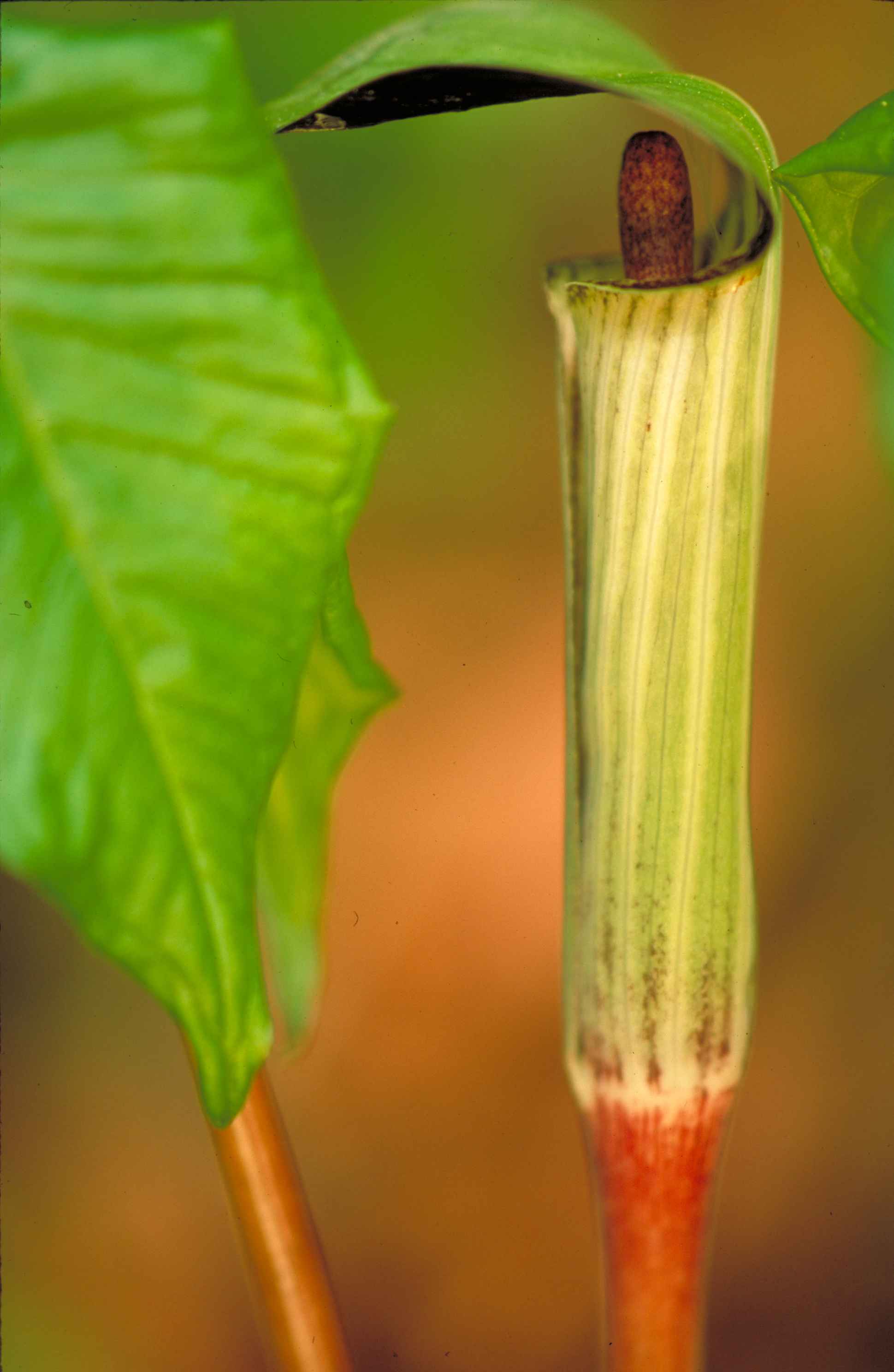 <p>A unique plant characterized by its hooded flower structure and occurrence in moist, wooded areas.</p>