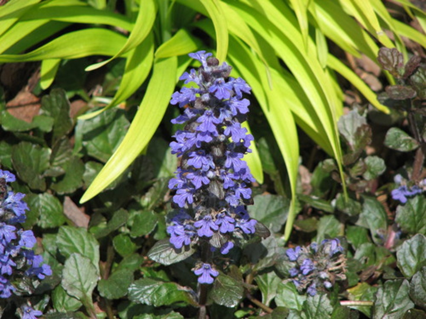<p>Ajuga reptans</p>
