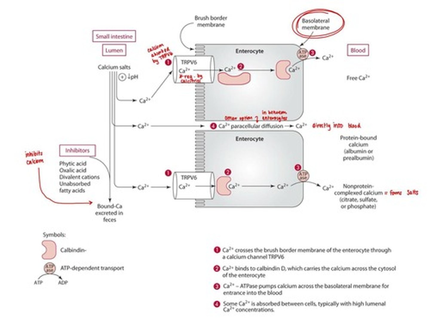 <p>Involves carrier-mediated active transport and paracellular diffusion.</p>