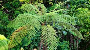 <p>Tree Fern - Cyatheales Medullaris</p>