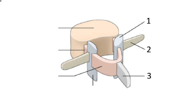 <p>processus articularis </p>