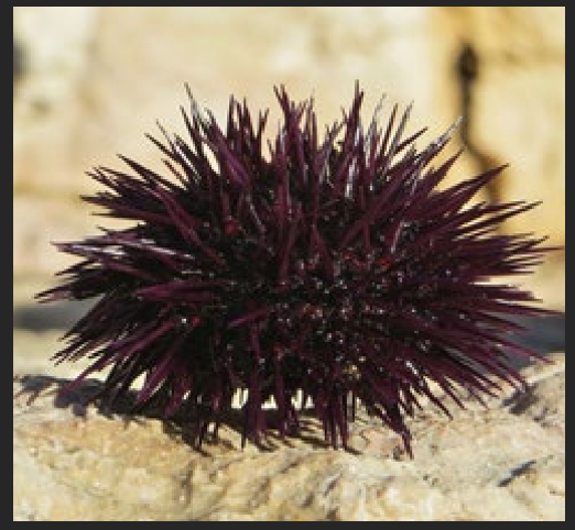 <p>What is the Portugese name of this species?</p>