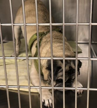 <p>-dehydration</p><p>-hypothermia</p><p>-icterus</p><p>-abdominal pain</p><p>-hyperthermia/fever</p><p>-abdominal mass/cranial abdominal organomegaly</p>