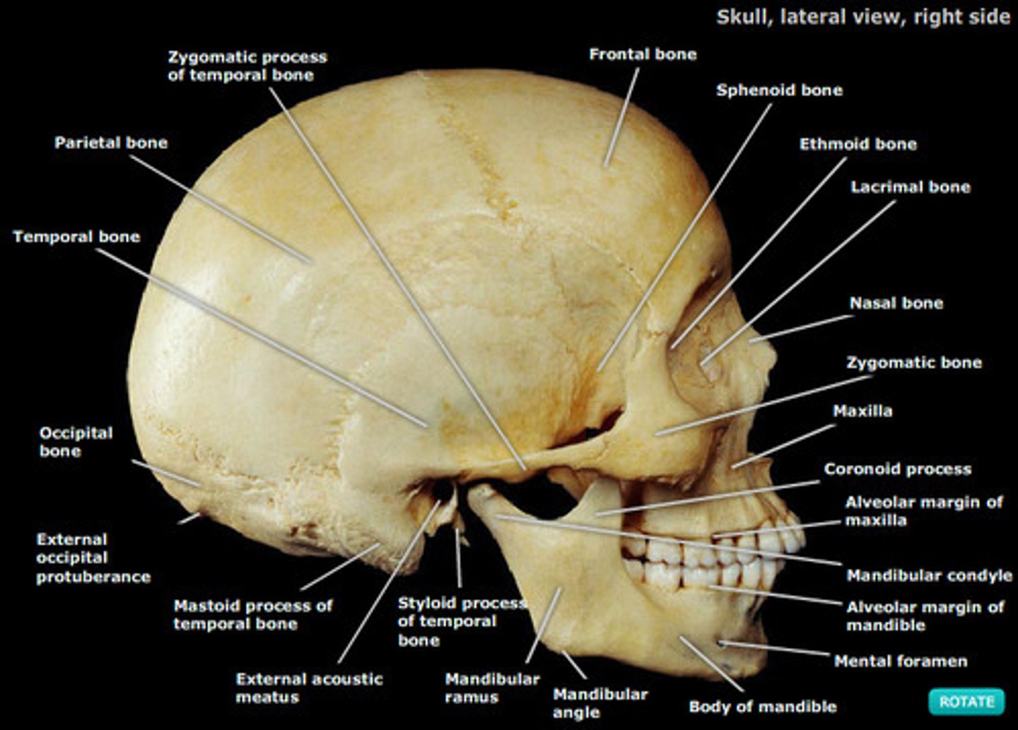 <p>From the side</p>
