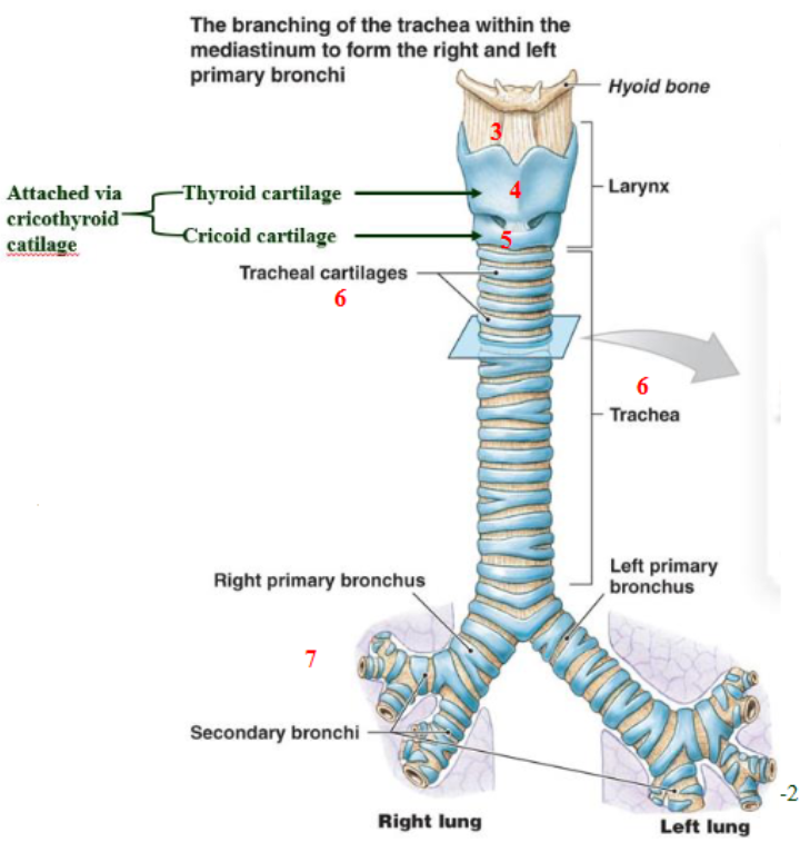 <ol><li><p>Larynx (voice box)</p></li><li><p>Epiglottis prevents aspiring food; made up of elastic cartilage</p></li><li><p>thyroid membrane and ligament connects hyoid bone to thyroid cartilage</p></li><li><p>thyroid cartilage is part of anterior part of larynx (hyaline cartilage)</p></li><li><p>cricoid cartilage (hyaline cartilage)</p></li><li><p>tracheal rings (hyaline cartilage)</p></li><li><p>primary, secondary, and tertiary bronchi</p></li><li><p>pseudostratified ciliated columnar epithelium secretes mucus → traps debris, preventing entry into lower respiratory tract</p></li></ol><p></p><p></p>