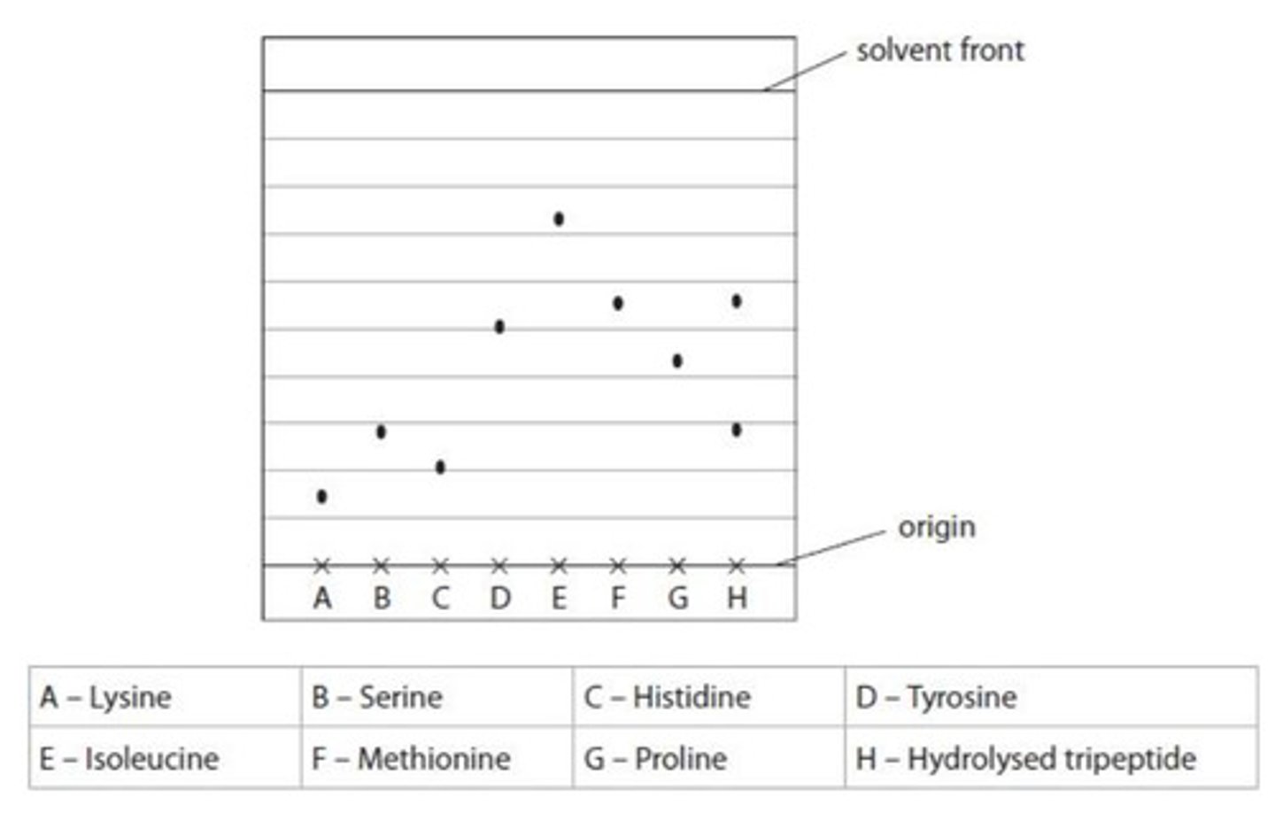 <p>- serine and methionine</p><p>- either one amino acid is present twice in the tripeptide</p><p>- or another amino acid has the same Rf value as either serine or methionine</p>