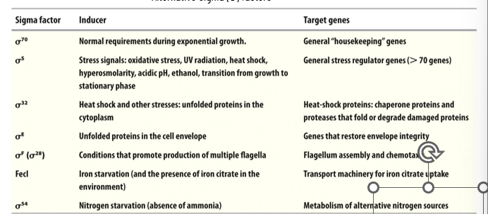 <p>direct holoenzymes to specific promoters - each recognizes a specific promoter sequence </p><p>allows specific gene expression for fast initiation under specific conditions</p><p>sigma factor 70 is the regular housekeeping but when the organism is under stress we have other sigma factors to help direct RNAP to specific promoters, which are not present under the same conditions every time even if they respond to the same consensus sequence → affects which genes are turned on</p>