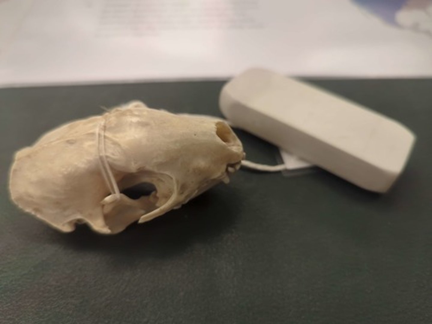 <p>What animal is this? Answer with "Skull" after animal name.</p>
