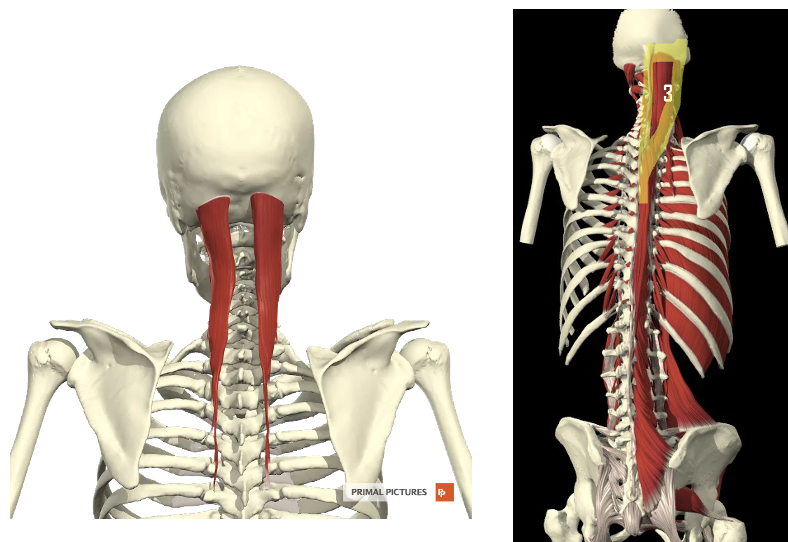 <p>Welke spier? Proximale en distel aanhechting? Innervatie? Functie?</p>