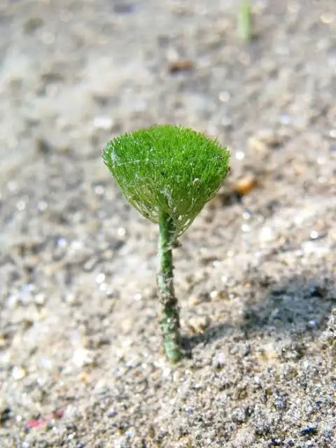 <p>Breakdown of calcareous green algae (Penicillus) and skeletal debris. When the organism dies, its spicules dissolve into the seafloor sediment</p><p>Whitings</p><p>Micritic envelopes</p>