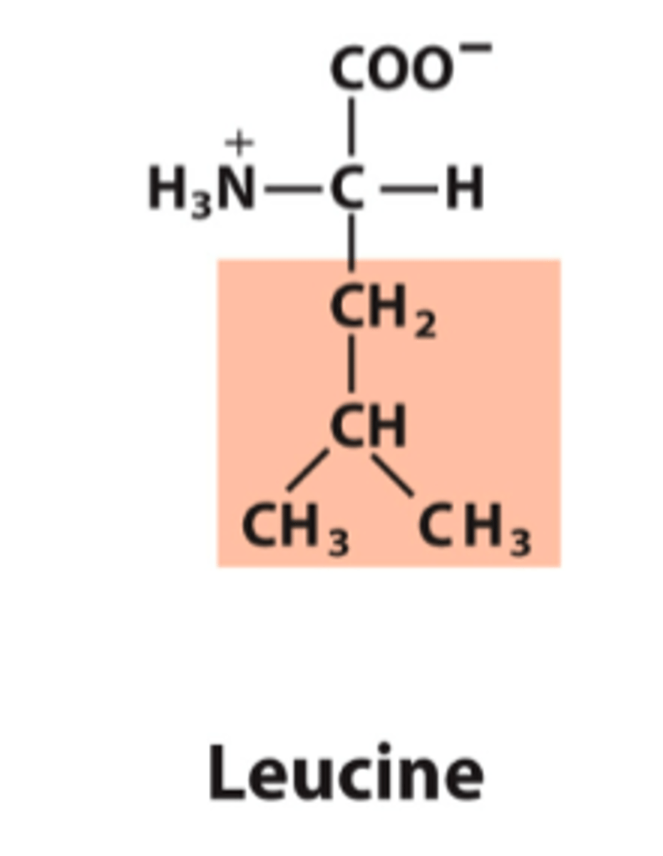 <p>What is the classification of this amino acid's R group?</p>