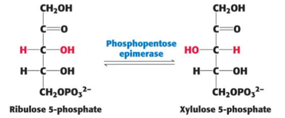 <p>Who forms Xylulose 5-P by its epimer ribulose 5-P?</p>