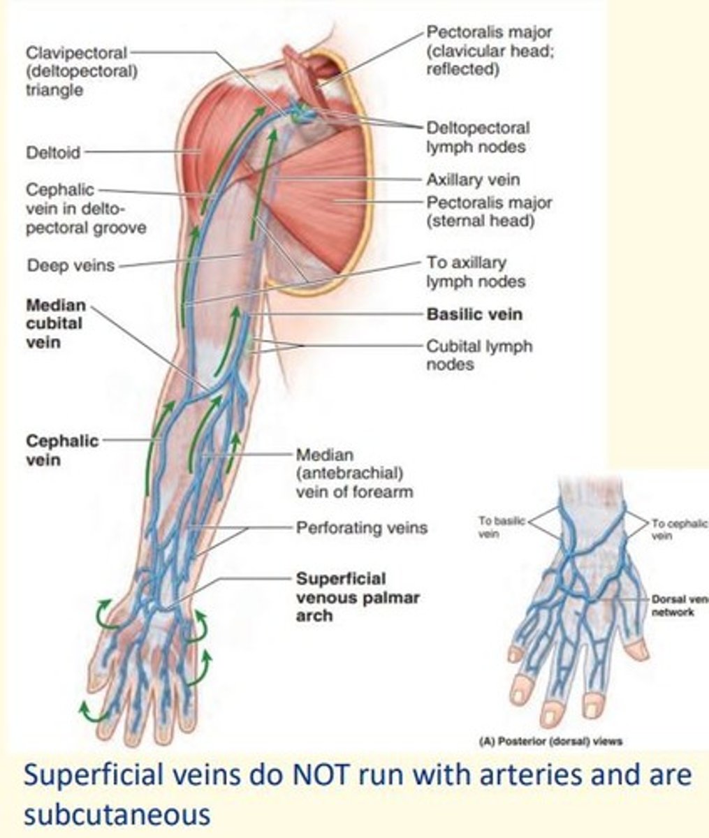 <p>Basilic vein, median cubital vein, cephalic vein, venous palmar arch</p>