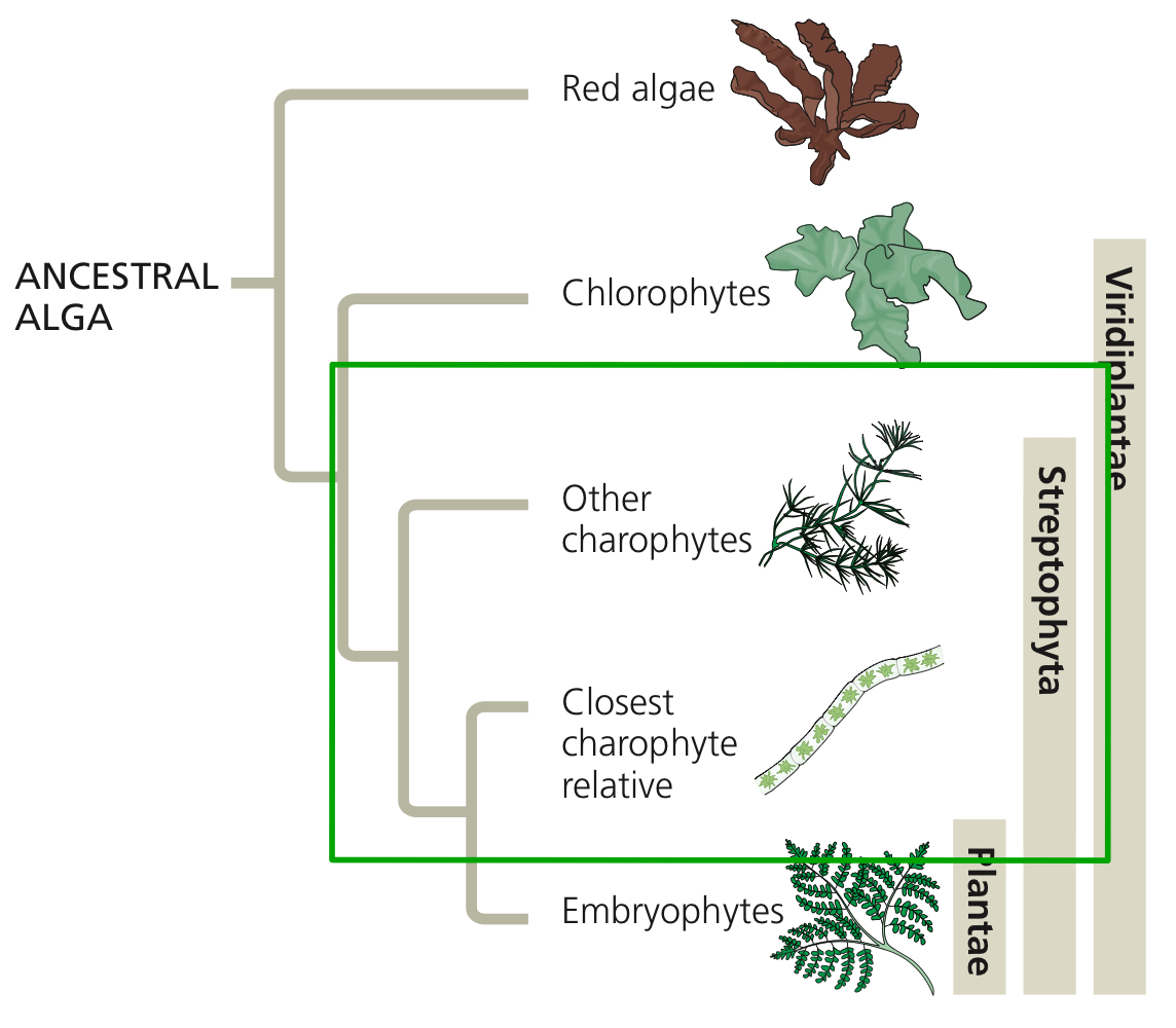 <p>Charophytes.</p>