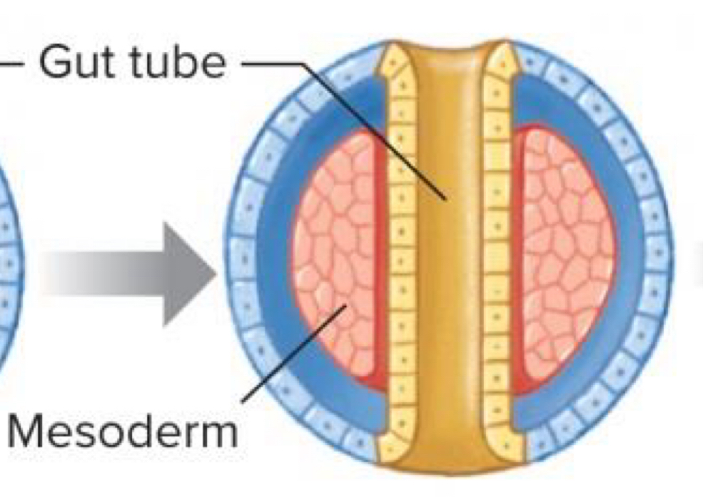<p>Mesoderm completely fills blastocoel</p>