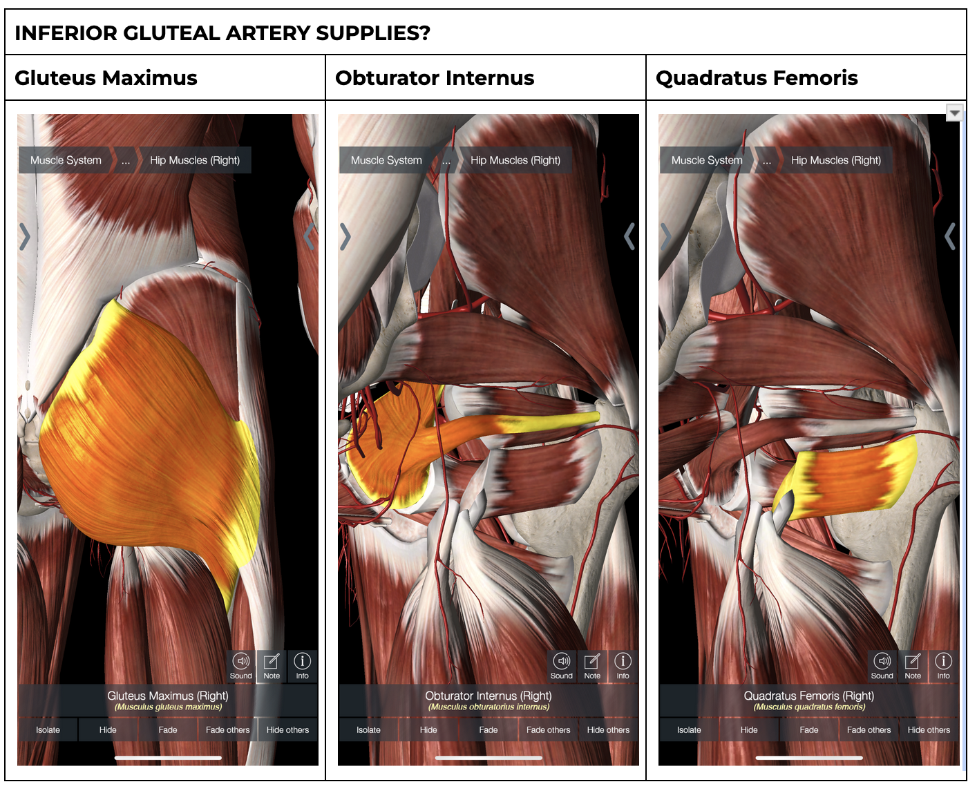 <ol><li><p>Gluteus Maximus </p></li><li><p>Obturator <u>Internus </u></p></li><li><p>Quadratus Femoris </p></li><li><p>Superior part of Hamstring</p></li></ol><p></p>