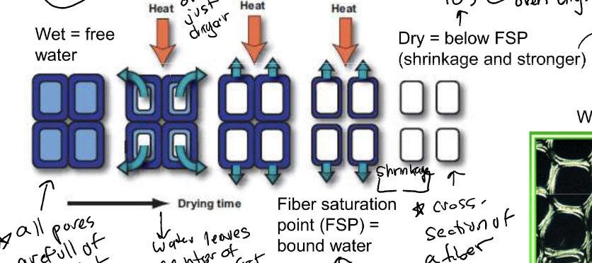 * wet = free water
  * all pores full of water and surface water
* water leaves center of fiber first
* fiber saturation point (FSP) = bound water
  * center of water has evaporate but water on wall still
* Dry = below FSP
  * shrink and become stronger, denser (over 105°C)