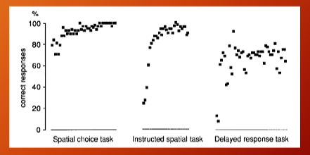 <p>monkey task performance</p>