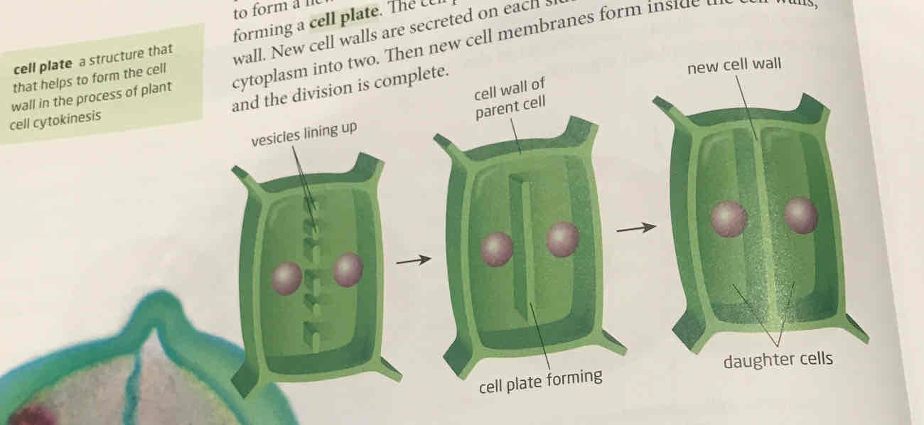 <p>cell wall makes cytokinesis different. golgi body make new vesicles (tiny vacuoles) which carry material needed to make a new cell wall. The vesicles line up between two nuclei in a line forming a cell plate. cell plate grows outwards and joins cell wall which makes new cell walls on each side </p>