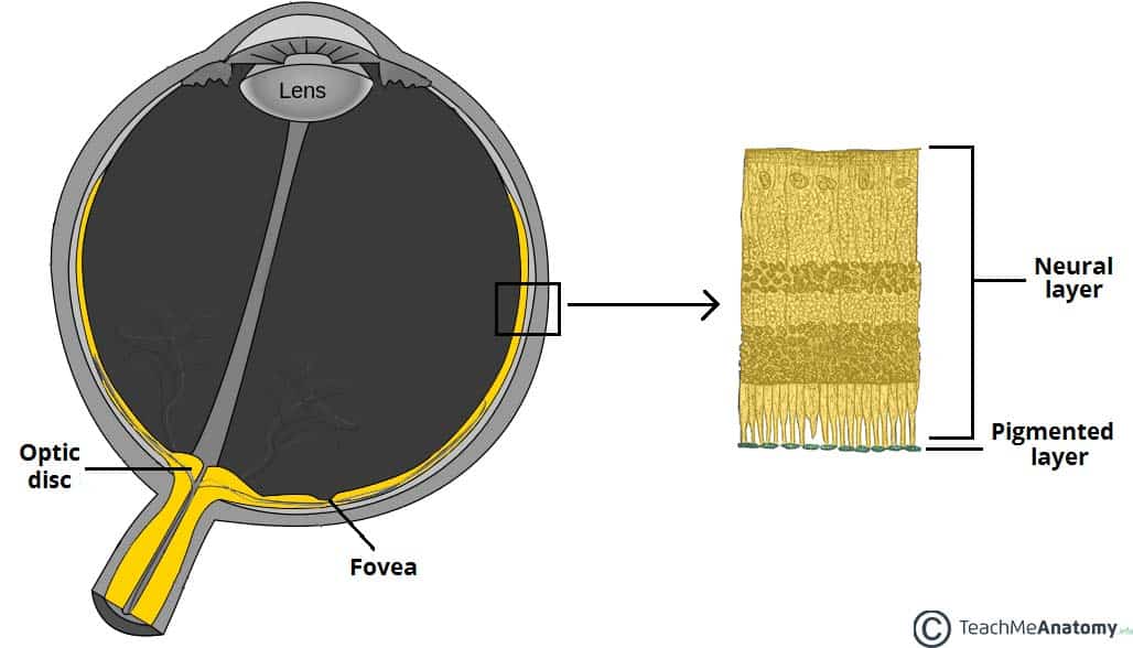 inside layer of eye ball

contains retina, rods, cones