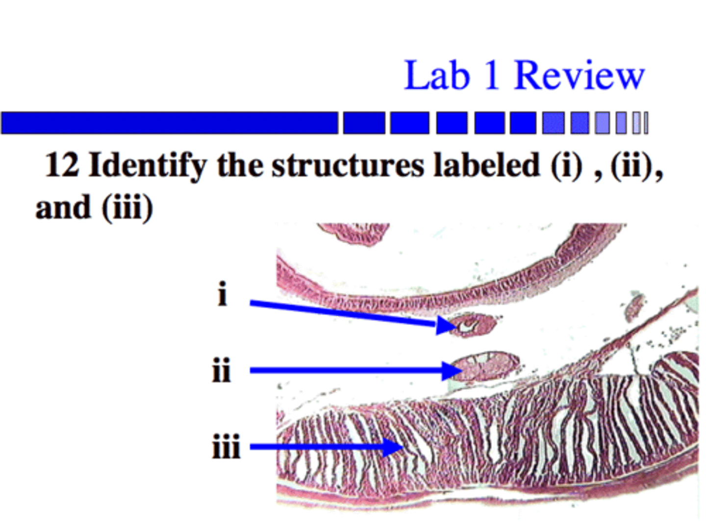 <p>Identify the labeled structures</p>