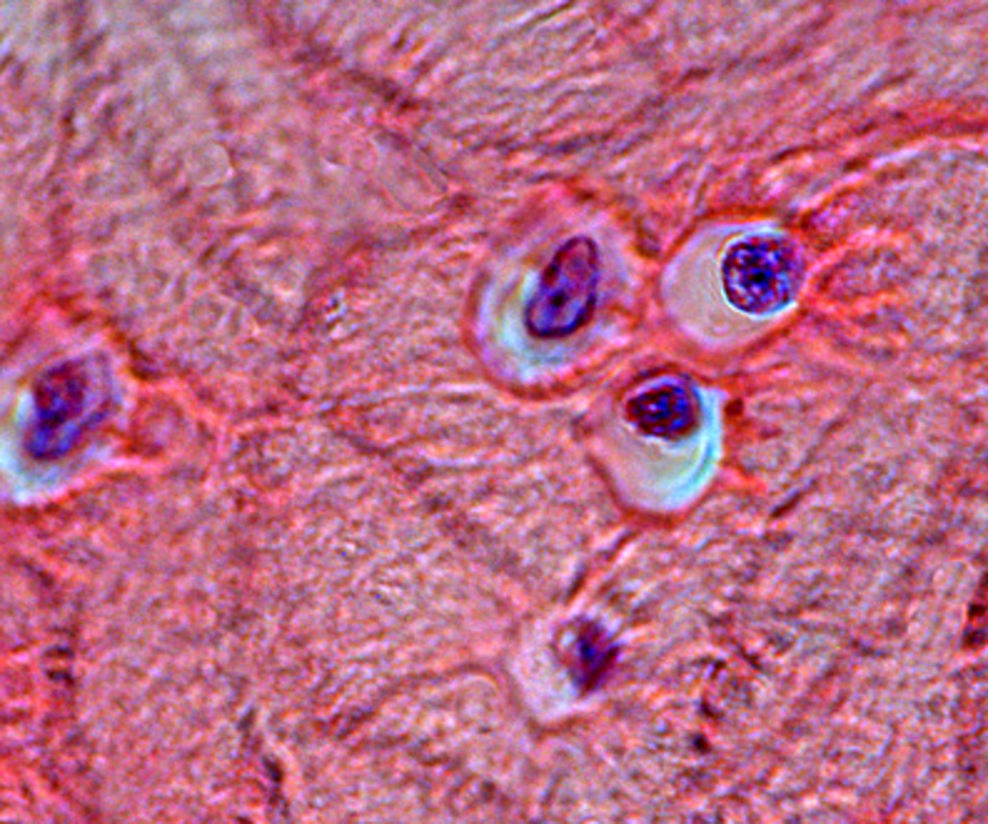 <p>tough and inflexible</p>