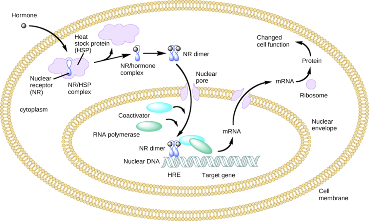 <ol><li><p>bind to transport proteins </p></li><li><p>pass through plasma membrane</p></li><li><p>bind within cell with target</p></li><li><p>Hormone receptor complex regulates transcription</p></li></ol>