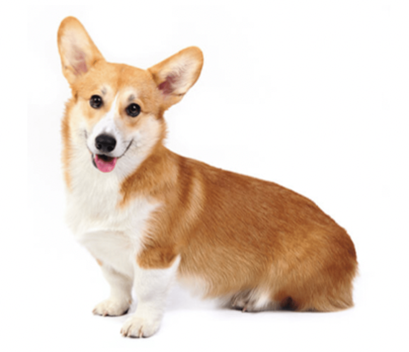 <p>FCI -1 , classic corgi</p>