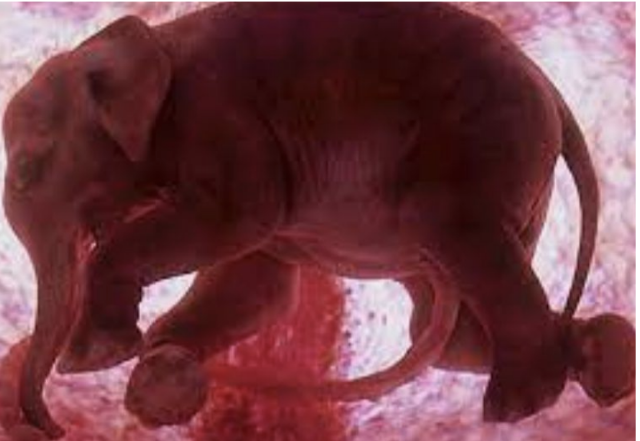 <p>*embryo develops inside the mothers body</p><p>*the baby gets delivered from the mothers body</p>