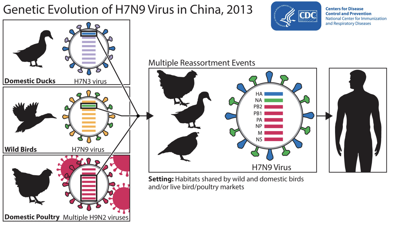 <p>Bird flu – hard to control because it can be carried long distances &amp; transmitted by wild birds</p>